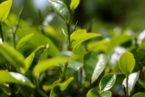 فروش چای سرگل